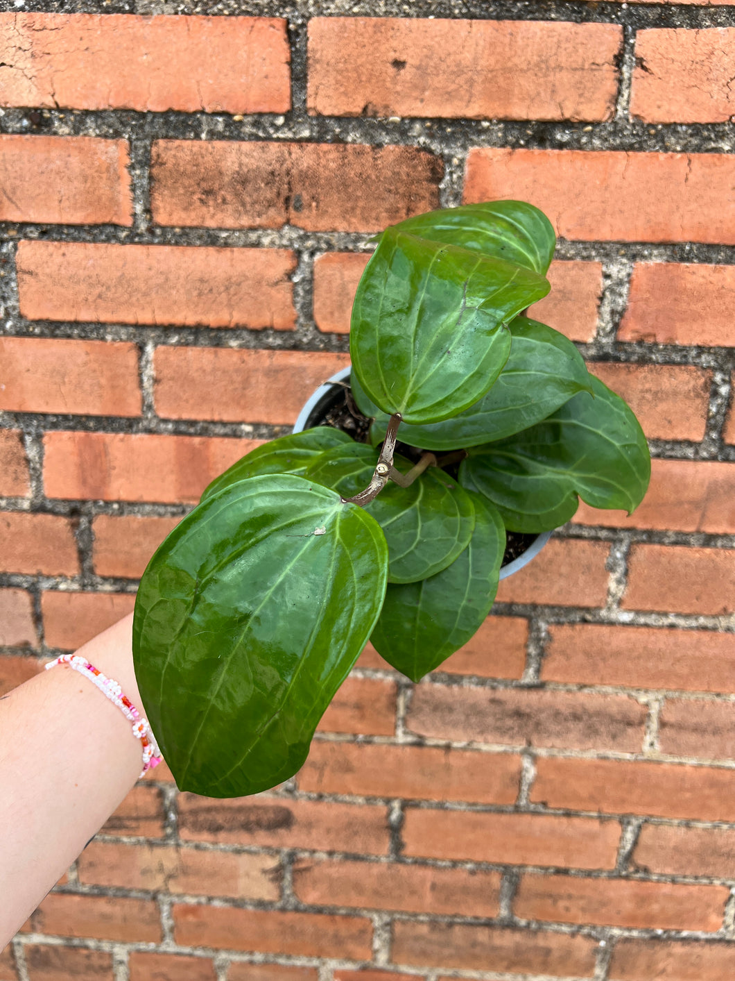 Hoya Sarawak