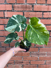 Load image into Gallery viewer, Monstera Thai Constellation
