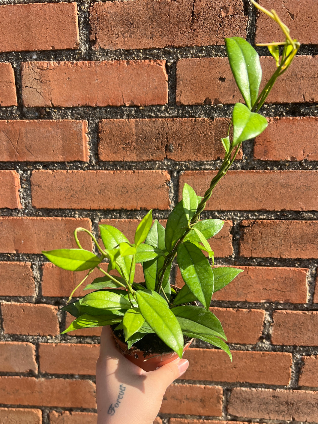 Hoya Crassipetiolata