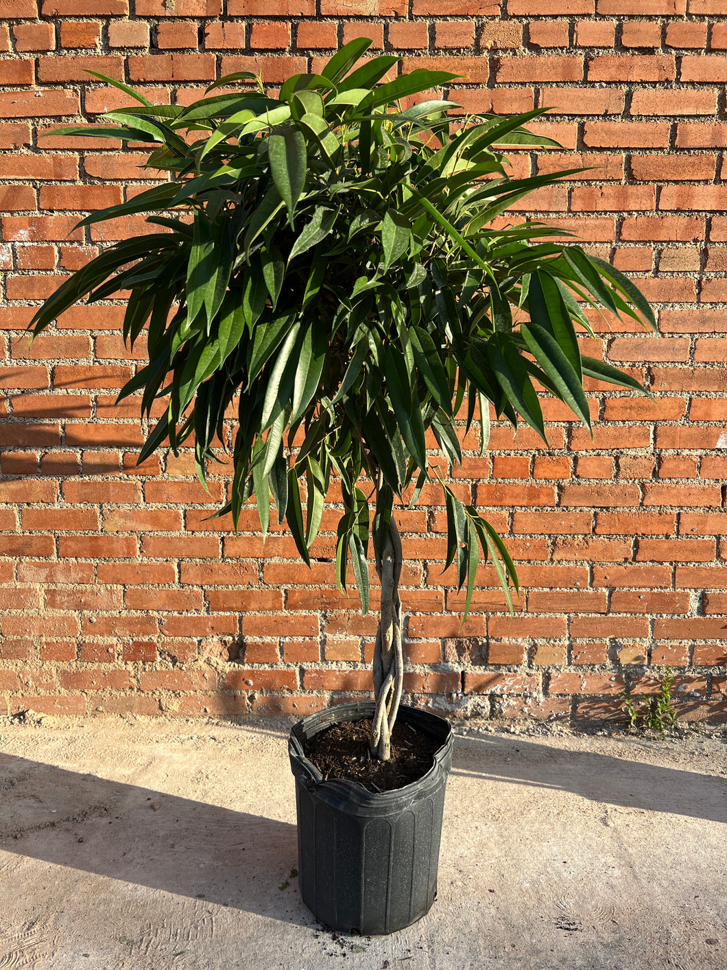 Ficus Alii Braid