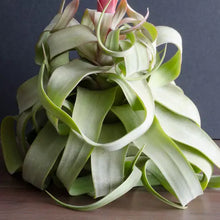 Load image into Gallery viewer, Tillandsia Streptophylla - Live Air Plant
