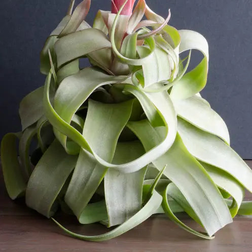 Tillandsia Streptophylla - Live Air Plant