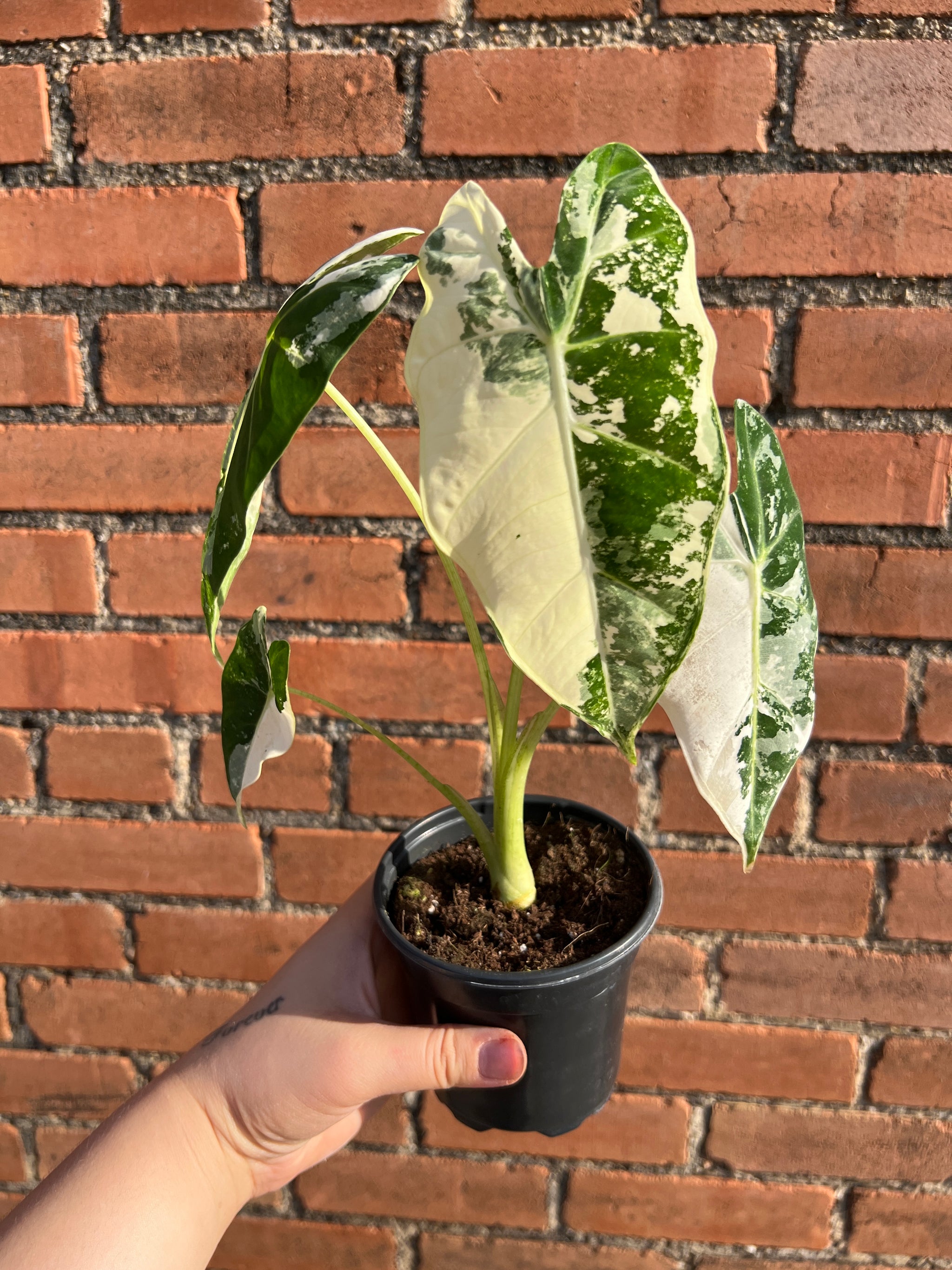 Alocasia Frydek Variegated