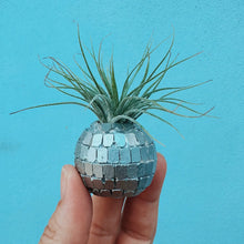 Load image into Gallery viewer, Disco Ball Mini Planter and Plant
