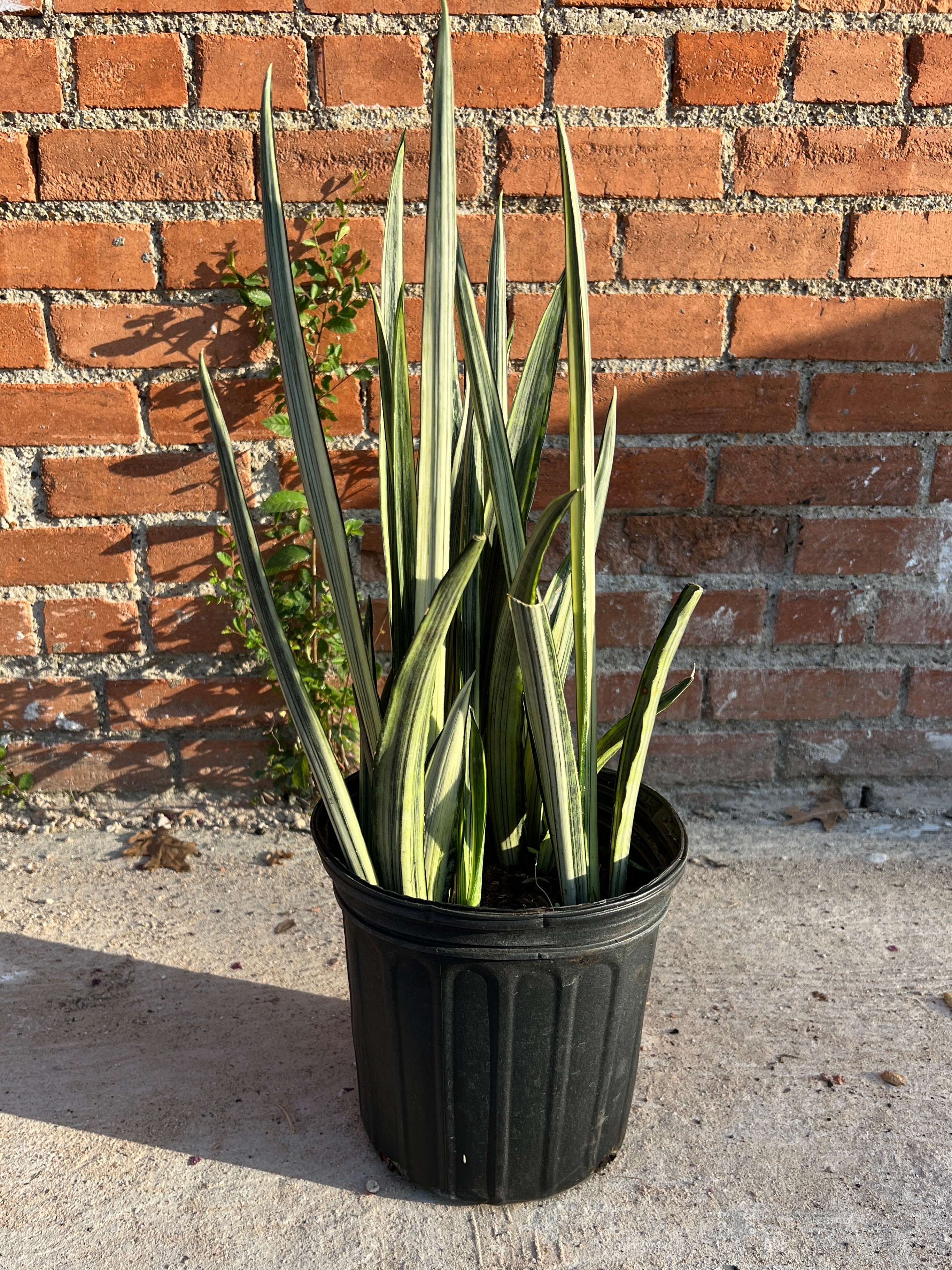 Snake Plant Bantel's Sensation – Habitat Plants + Coffee