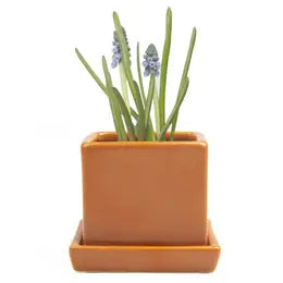 square ceramic indoor plant pots Square Pot with Tray 2.5" – Habitat Plants + Coffee