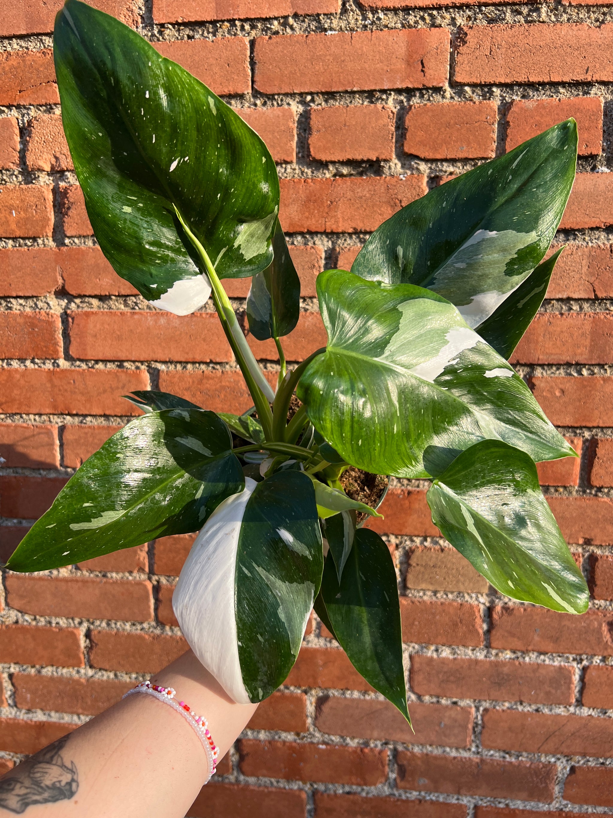 white wizard philodendron near me Philodendron White Wizard – Habitat Plants + Coffee