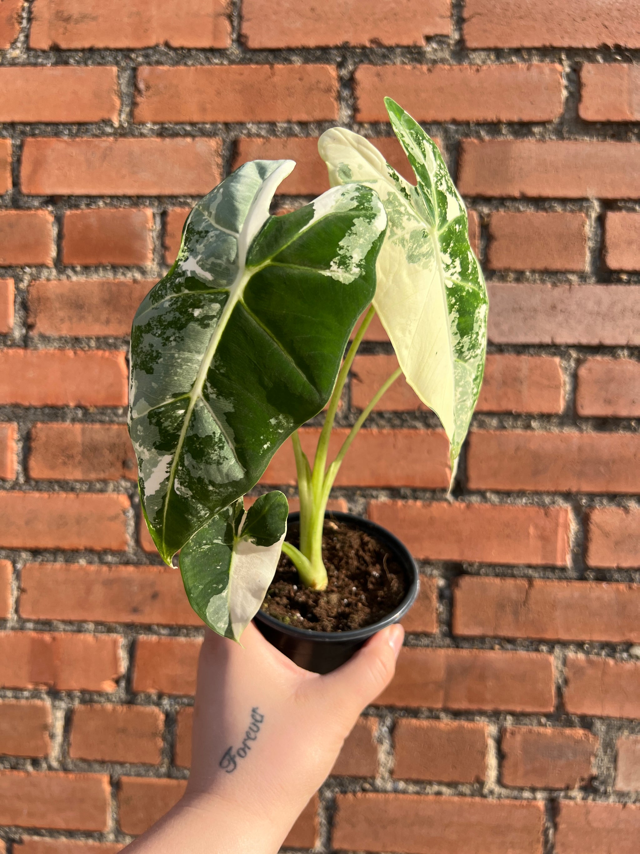 Alocasia Frydek Variegated
