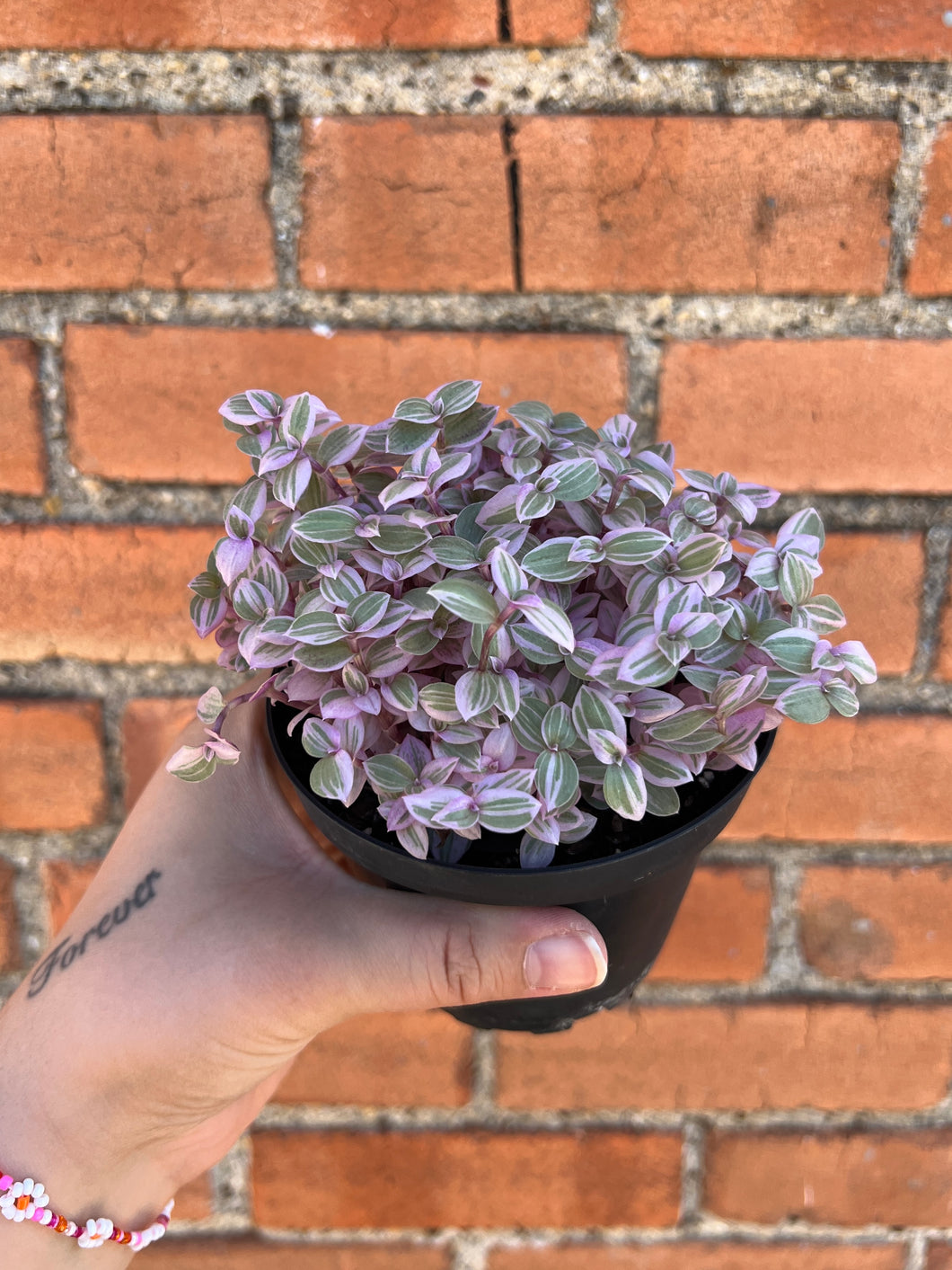 Tradescantia 'Pink Panther'
