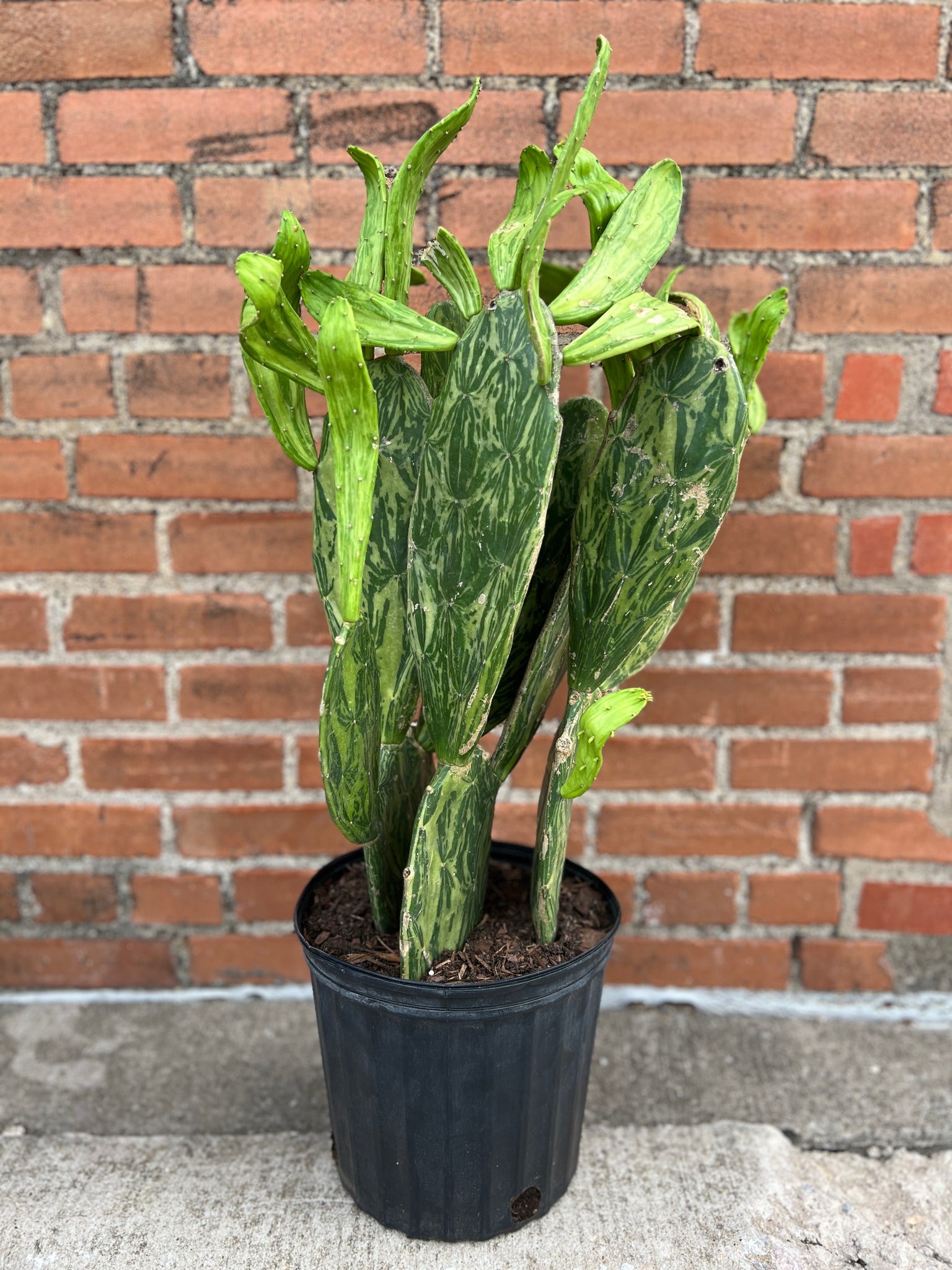 variegated prickly pear cactus Variegated Opuntia (Prickly Pear) – Habitat Plants + Coffee