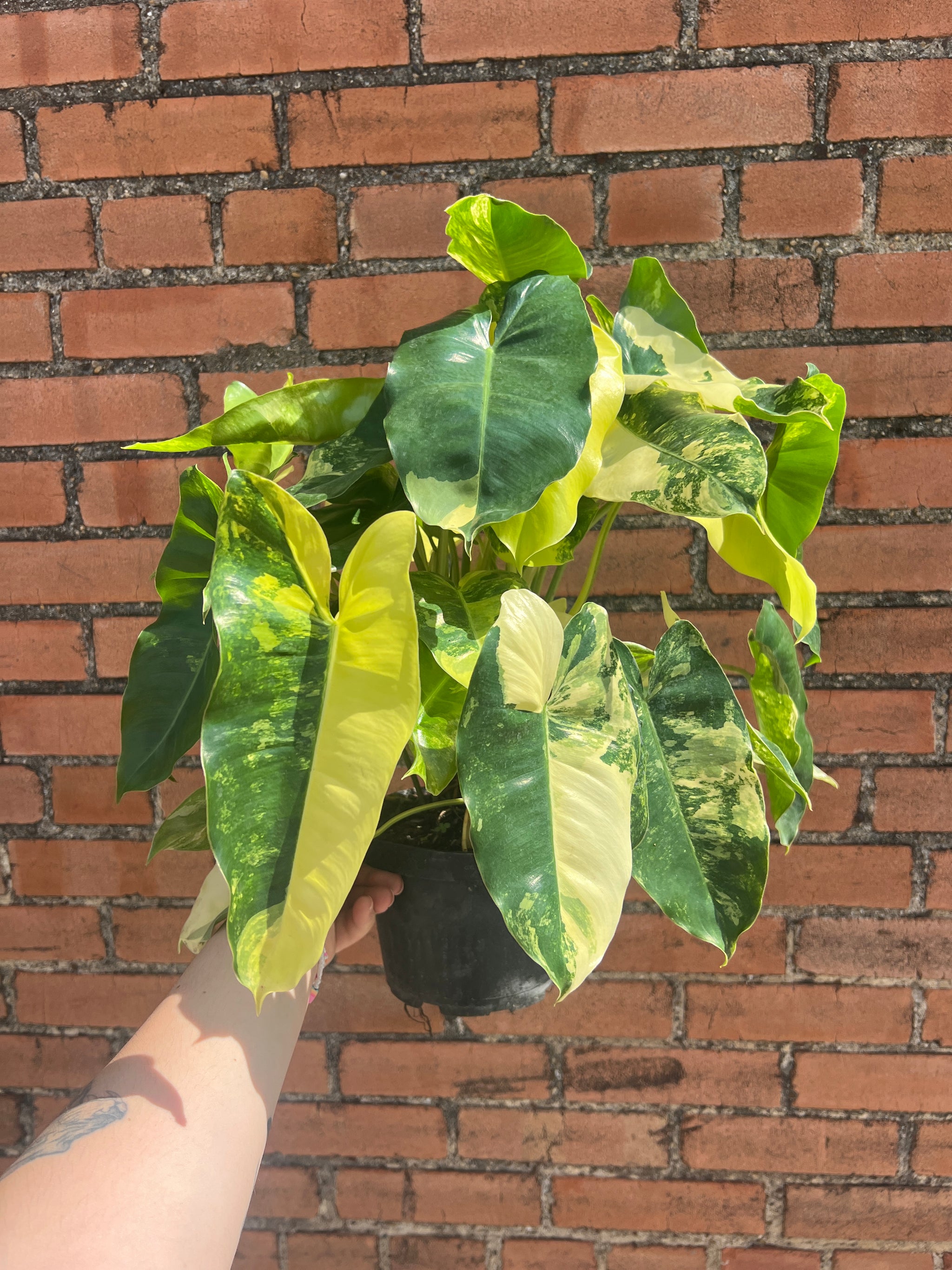 burle marx variegated philodendron Philodendron Burle Marx Variegated – Habitat Plants + Coffee