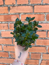 Load image into Gallery viewer, Goldfish Plant
