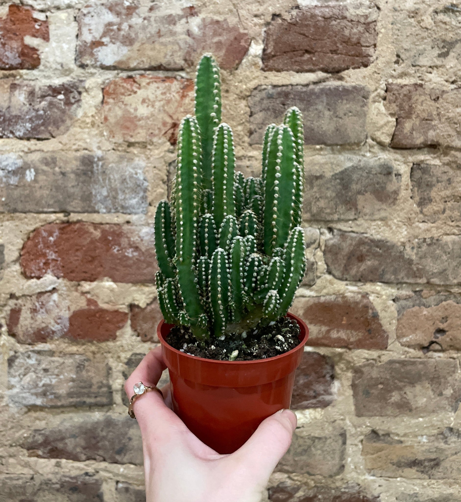 types of fairy castle cactus Fairy Castle Cactus – Habitat Plants + Coffee