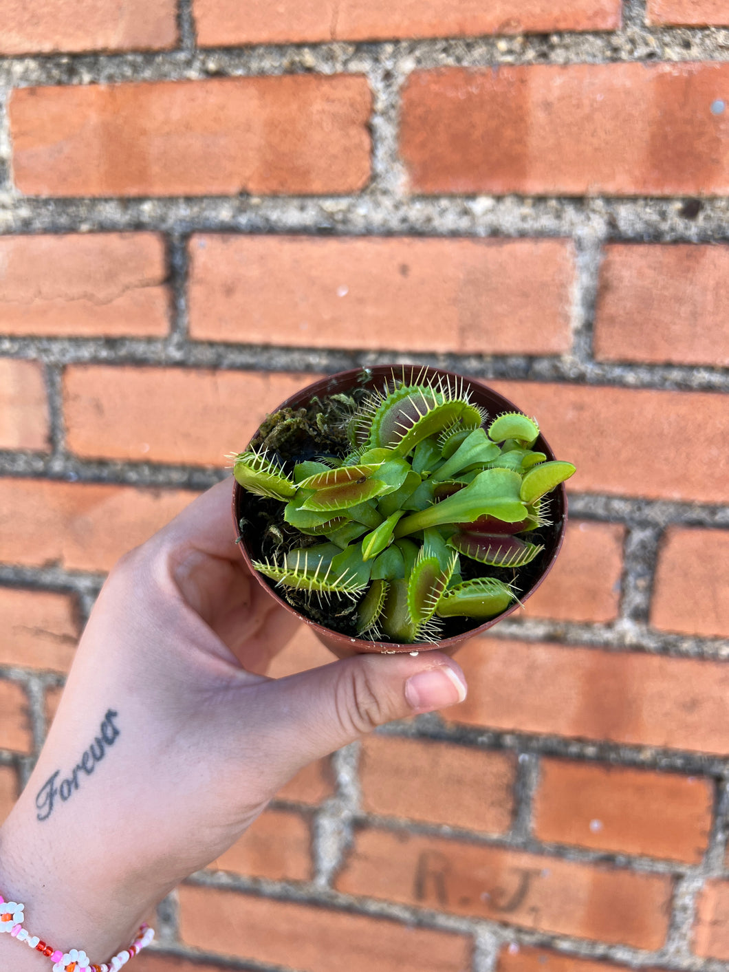 Venus Fly Trap