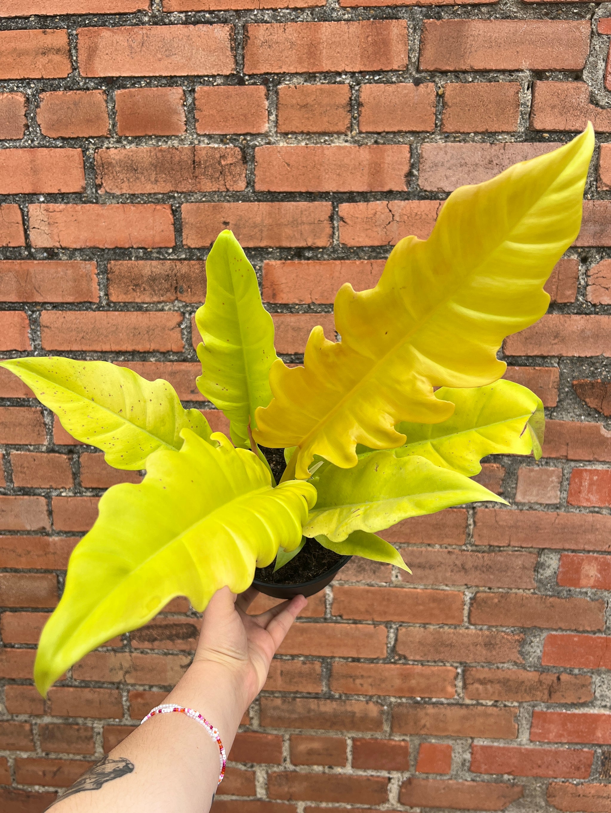 alligator philodendron Philodendron Golden Crocodile