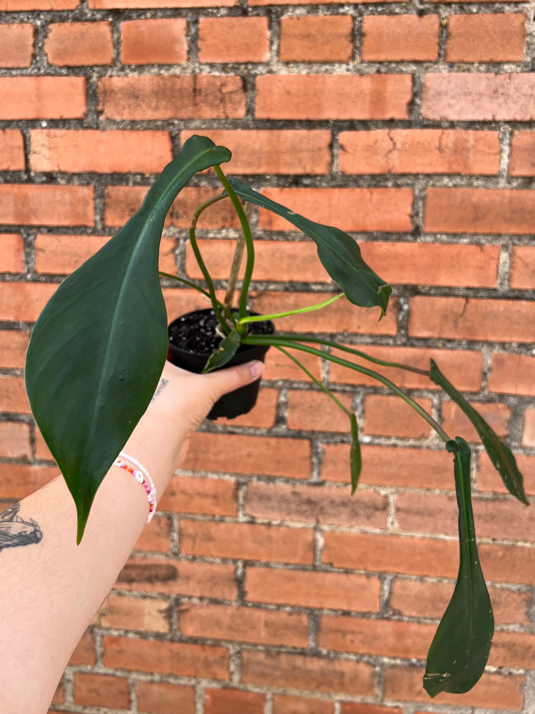Philodendron Joepii