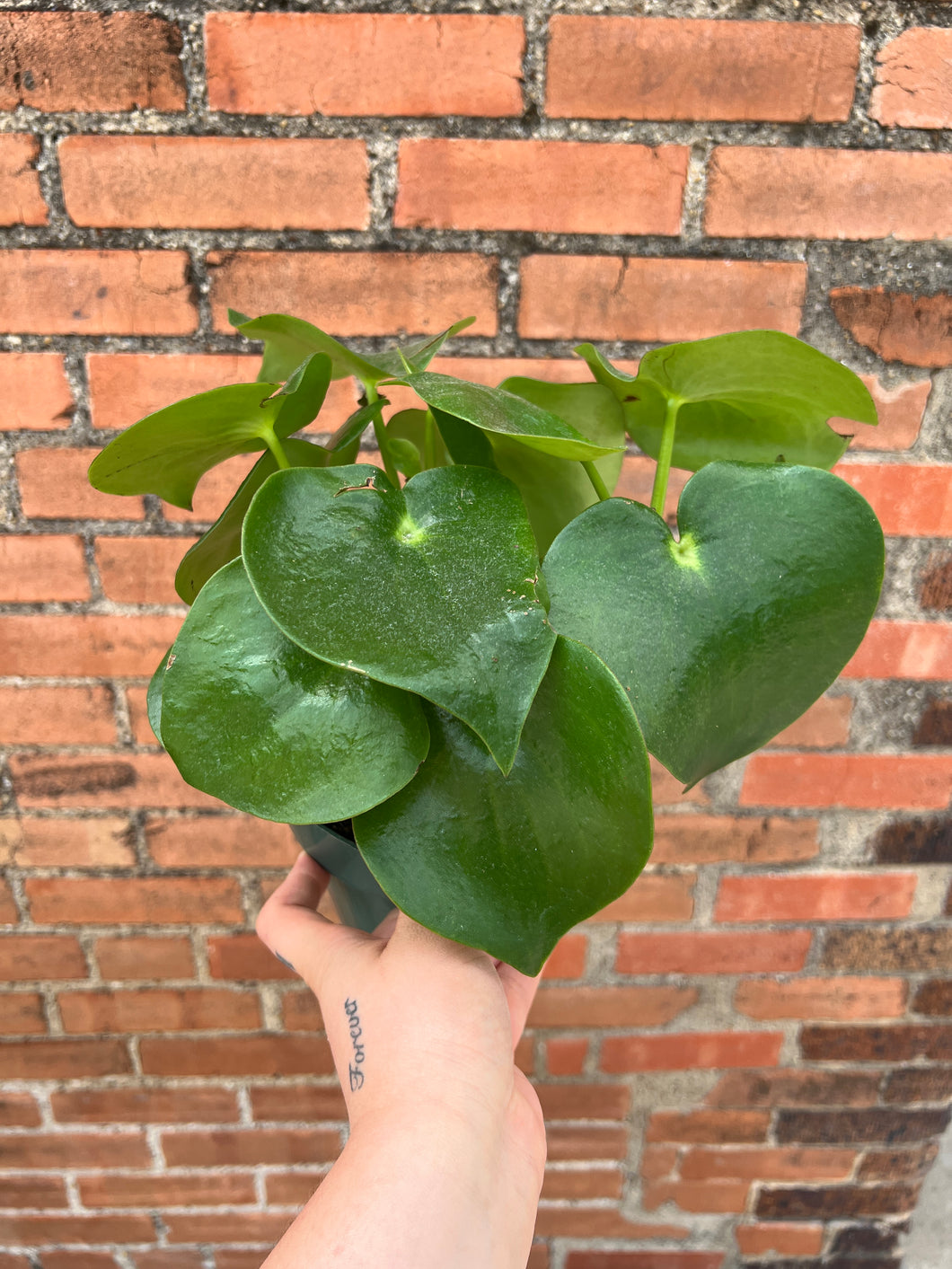 Peperomia 'Owl's Eye'
