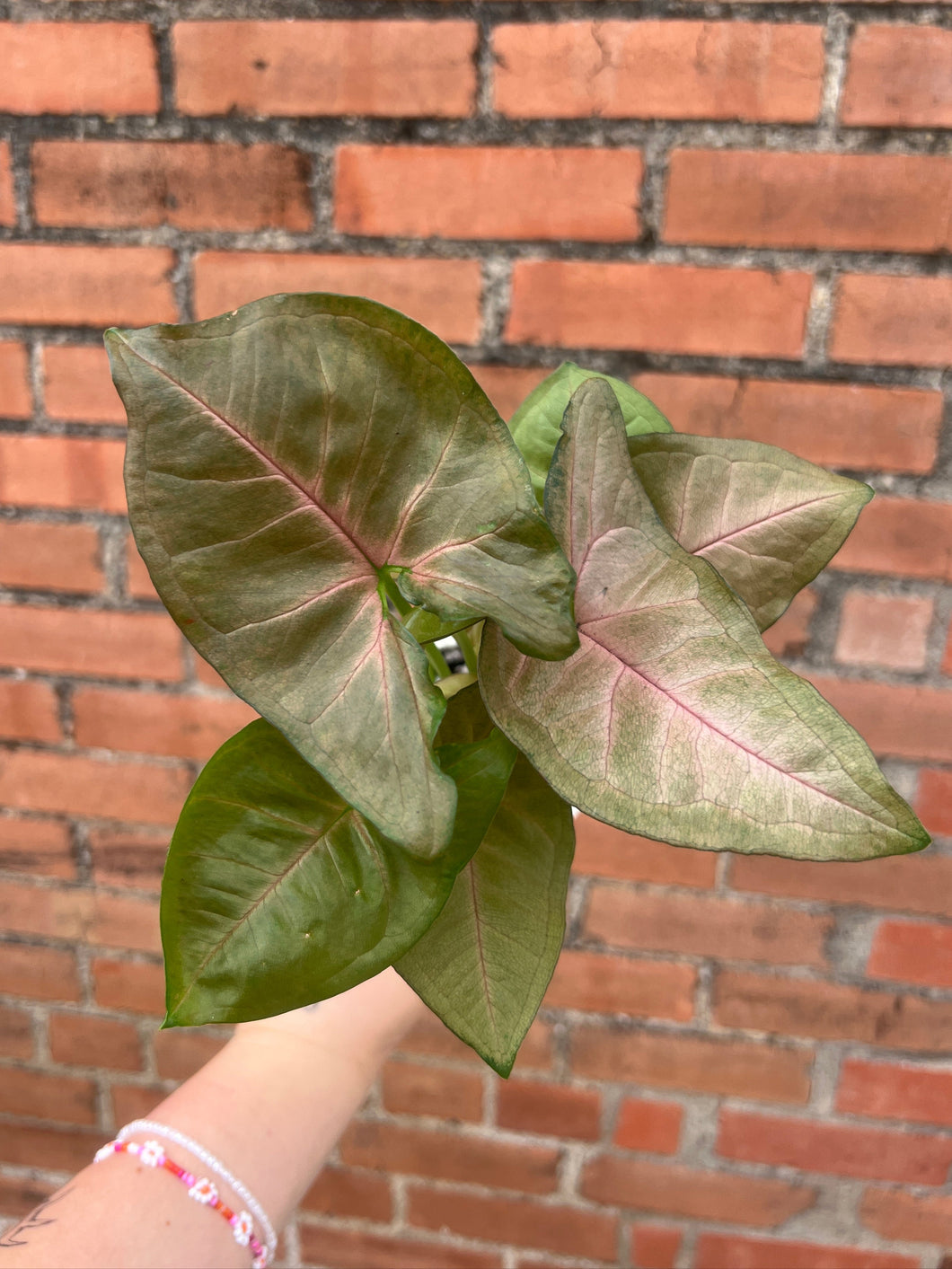 Syngonium 