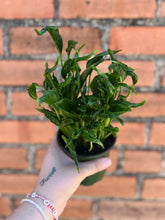 Load image into Gallery viewer, Shangri La Pothos
