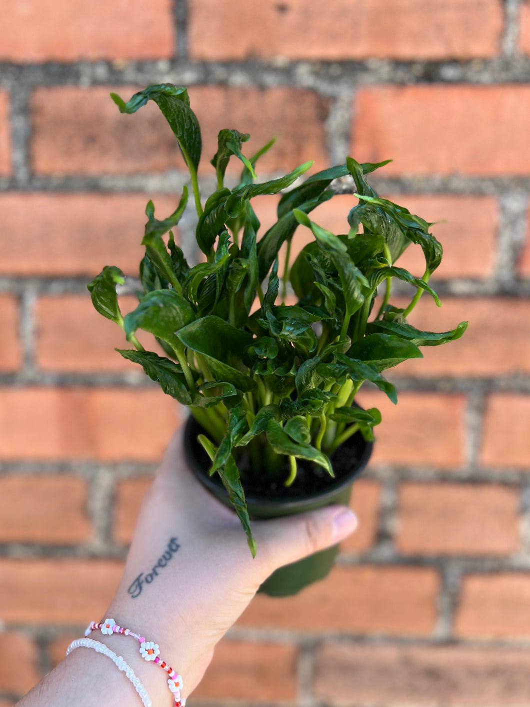 Shangri La Pothos