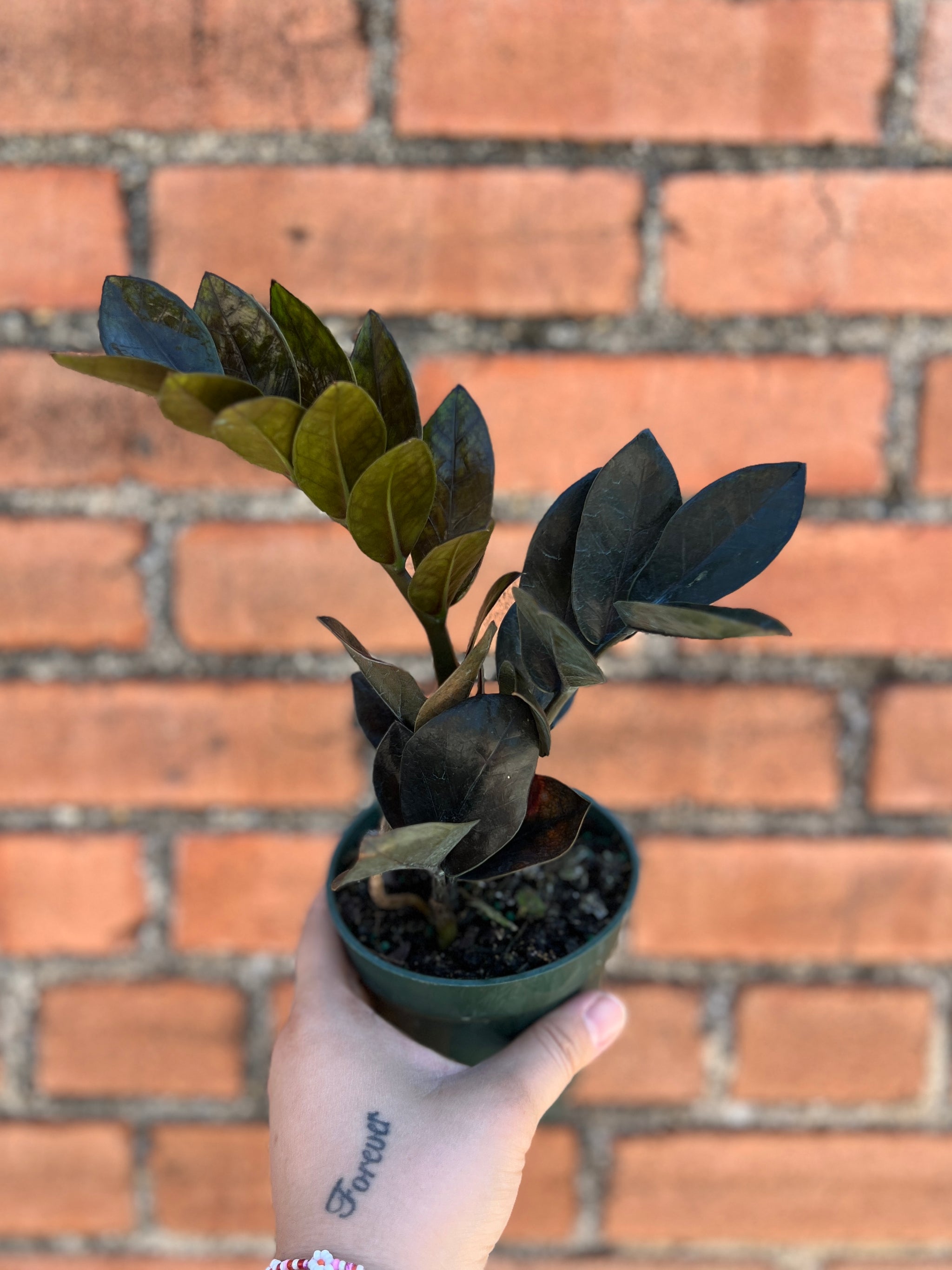 supernova zz plant Supernova ZZ