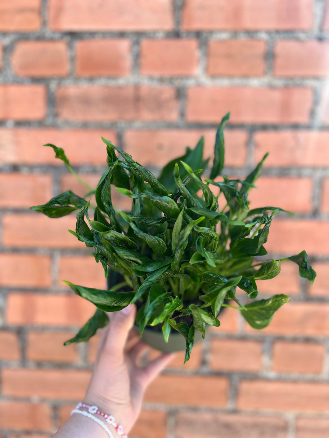 Shangri La Pothos