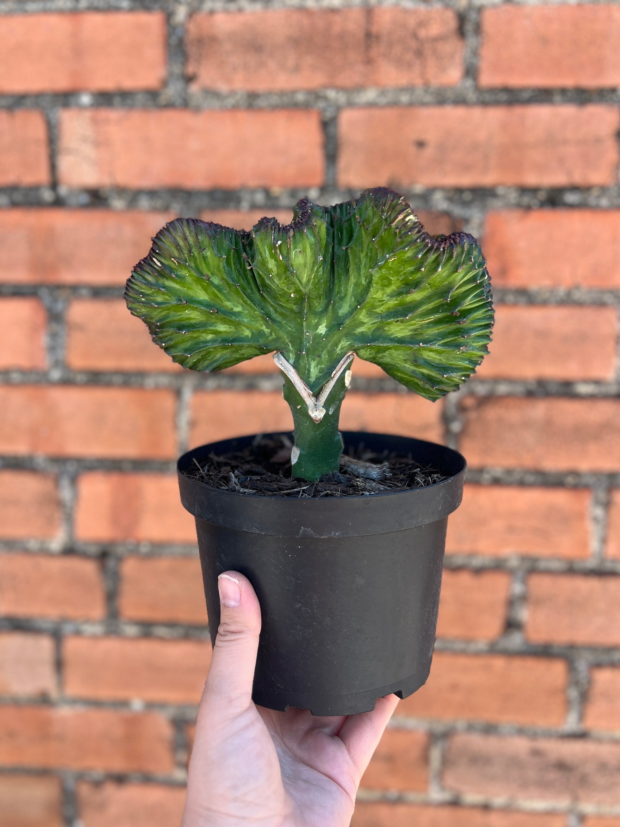 Mermaid Tail Cactus  Habitat Plants + Coffee