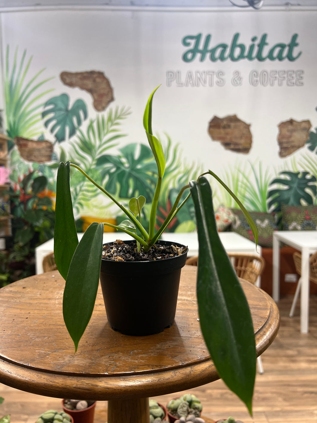 Philodendron Joepii