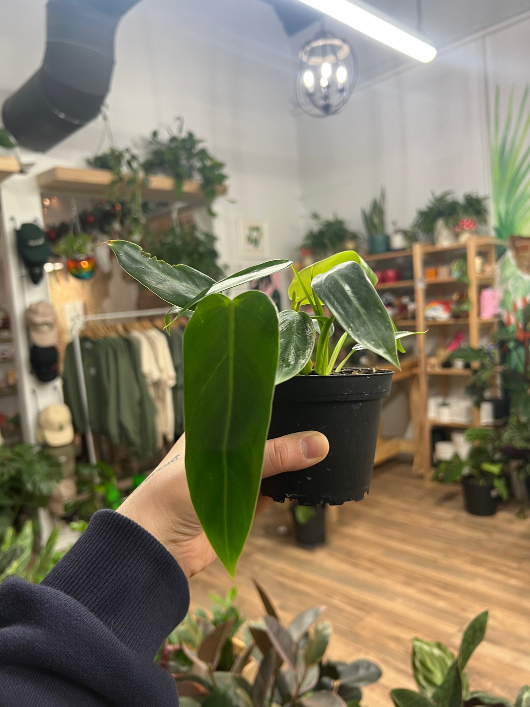 philodendron spiritus sancti price philippines #85 4" philodendron spiritus sancti (Regular)
