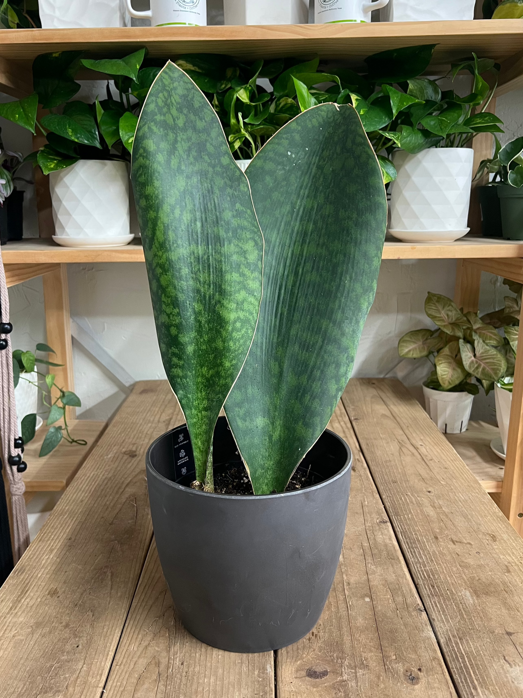 Sansevieria Whale Fin