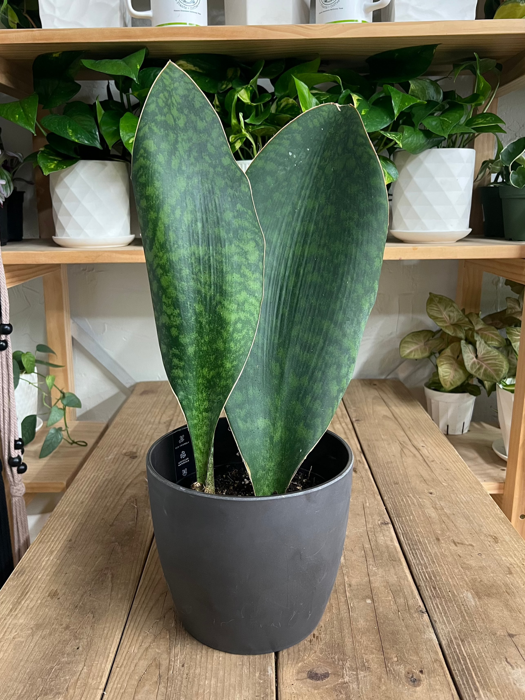 where to buy whale fin sansevieria Whale Fin Sansevieria 10”