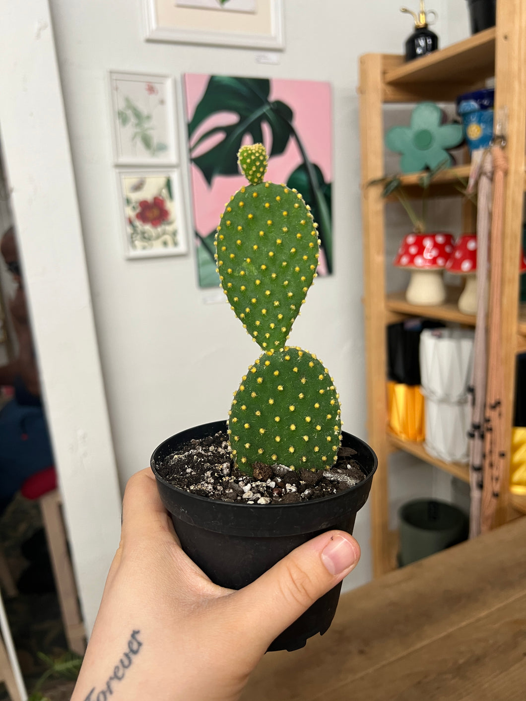 bunny ear prickly pear cactus 4" Bunny Ear Cactus – Habitat Plants + Coffee