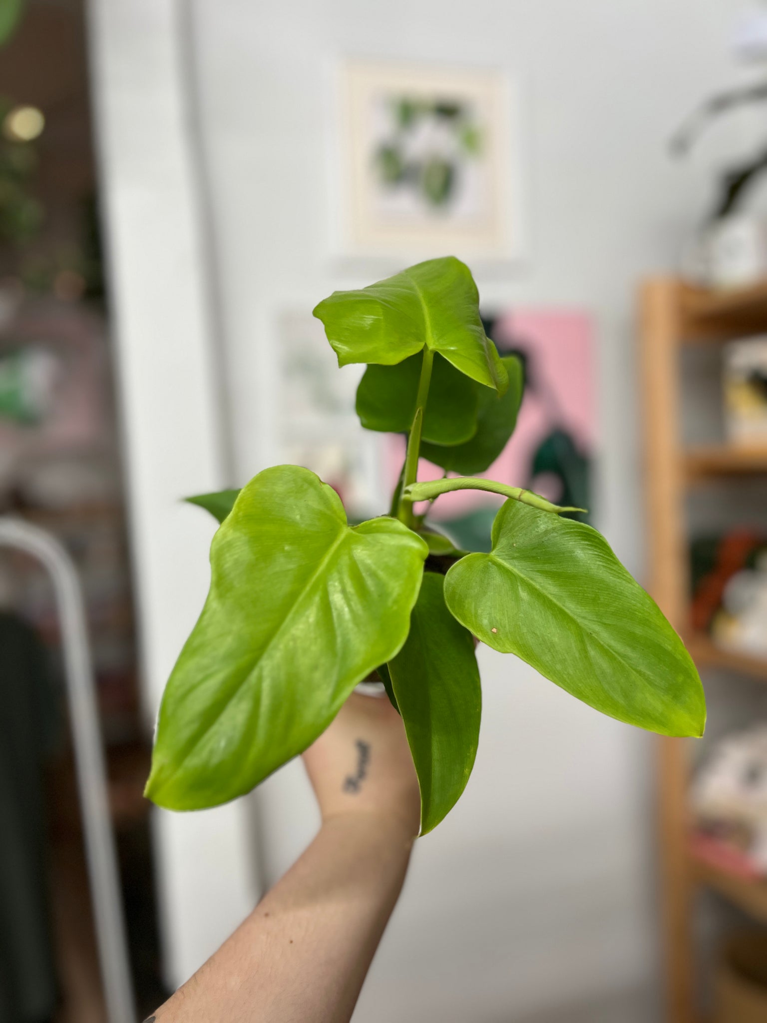 philodendron bipennifolium price Philodendron Bipennifolium Golden Violin, 4" Plant