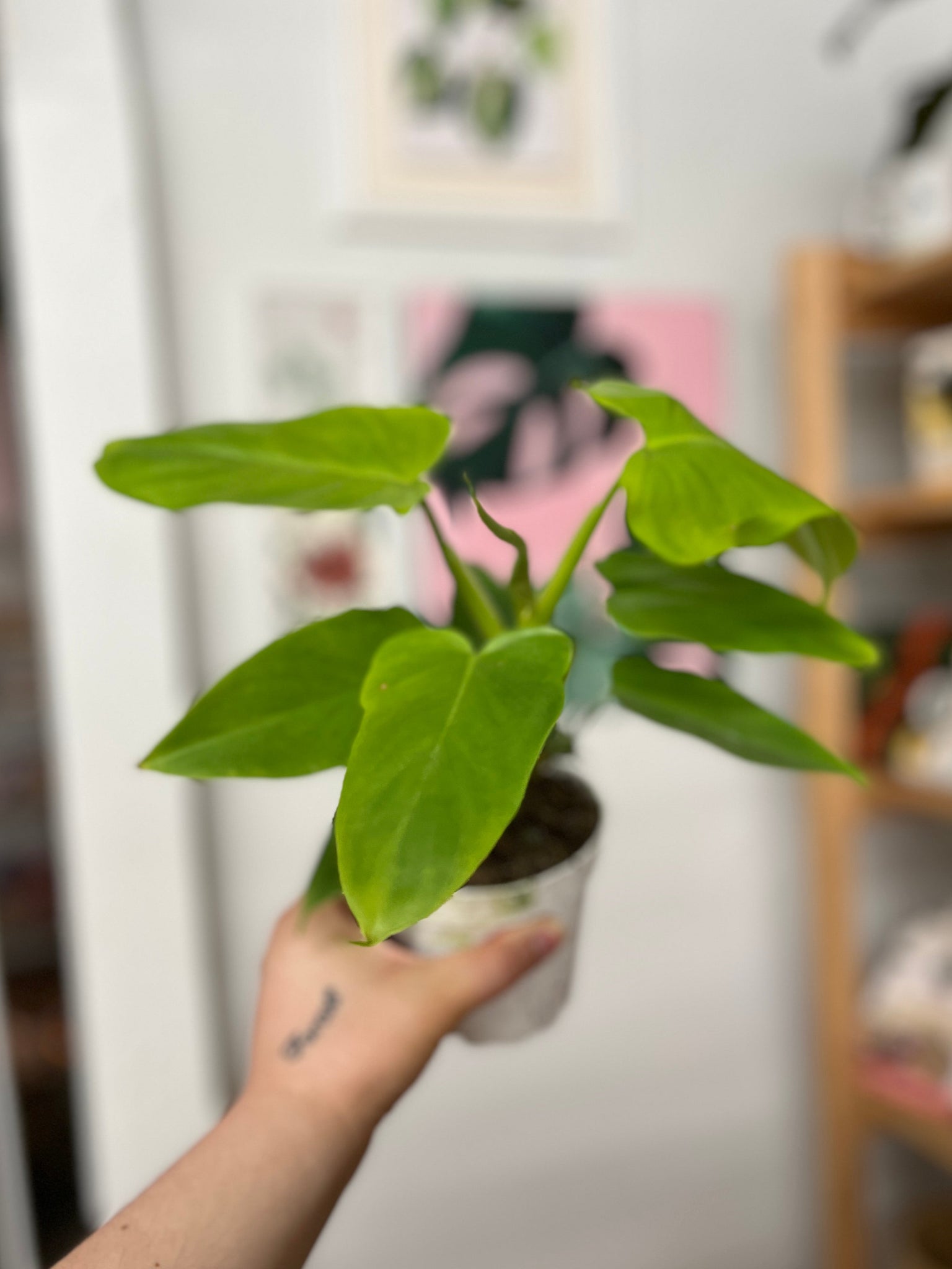 philodendron bipennifolium soil Philodendron Bipennifolium Golden Violin, 4" Plant
