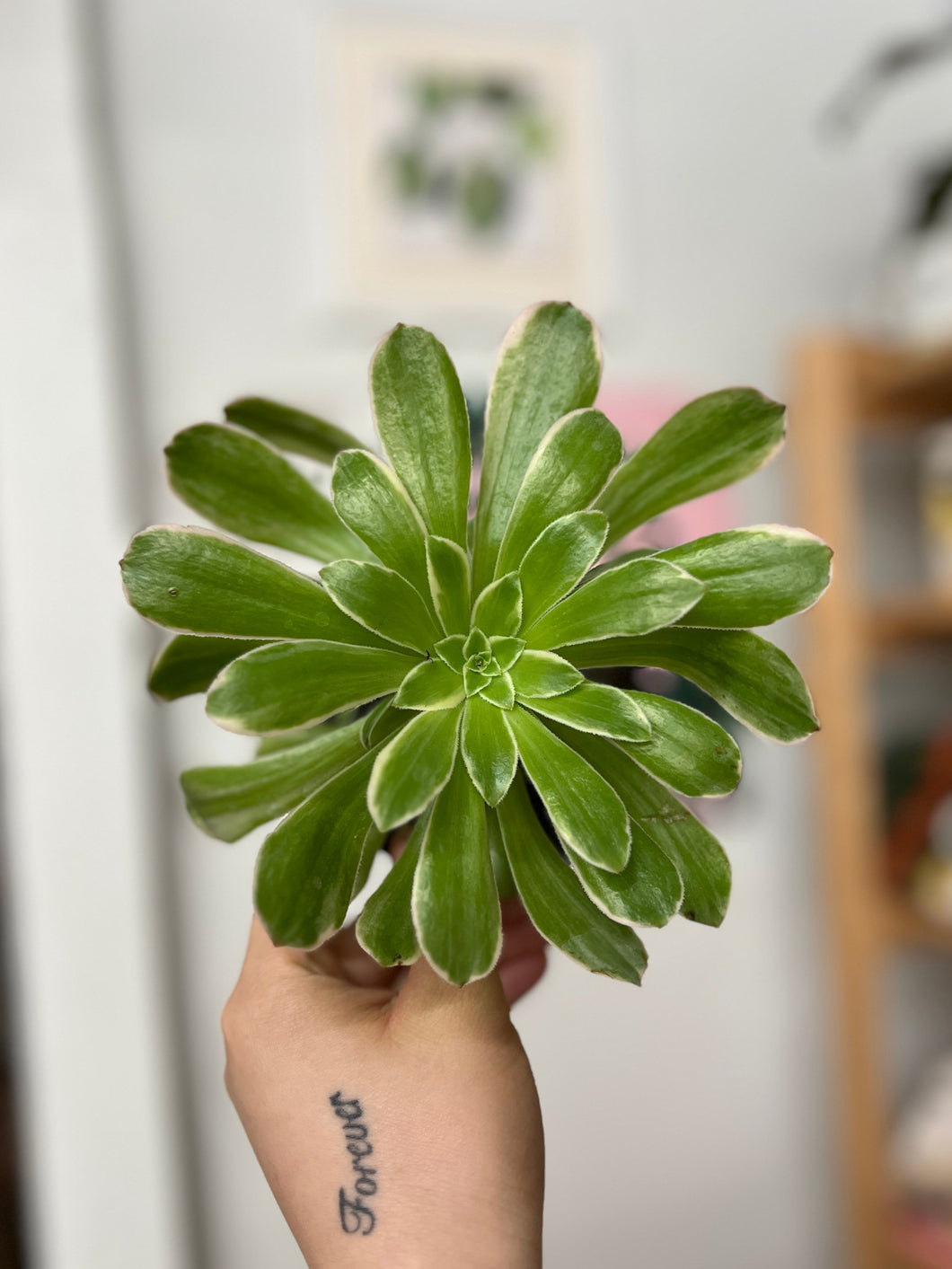 Pink Witch Aeonium - 4