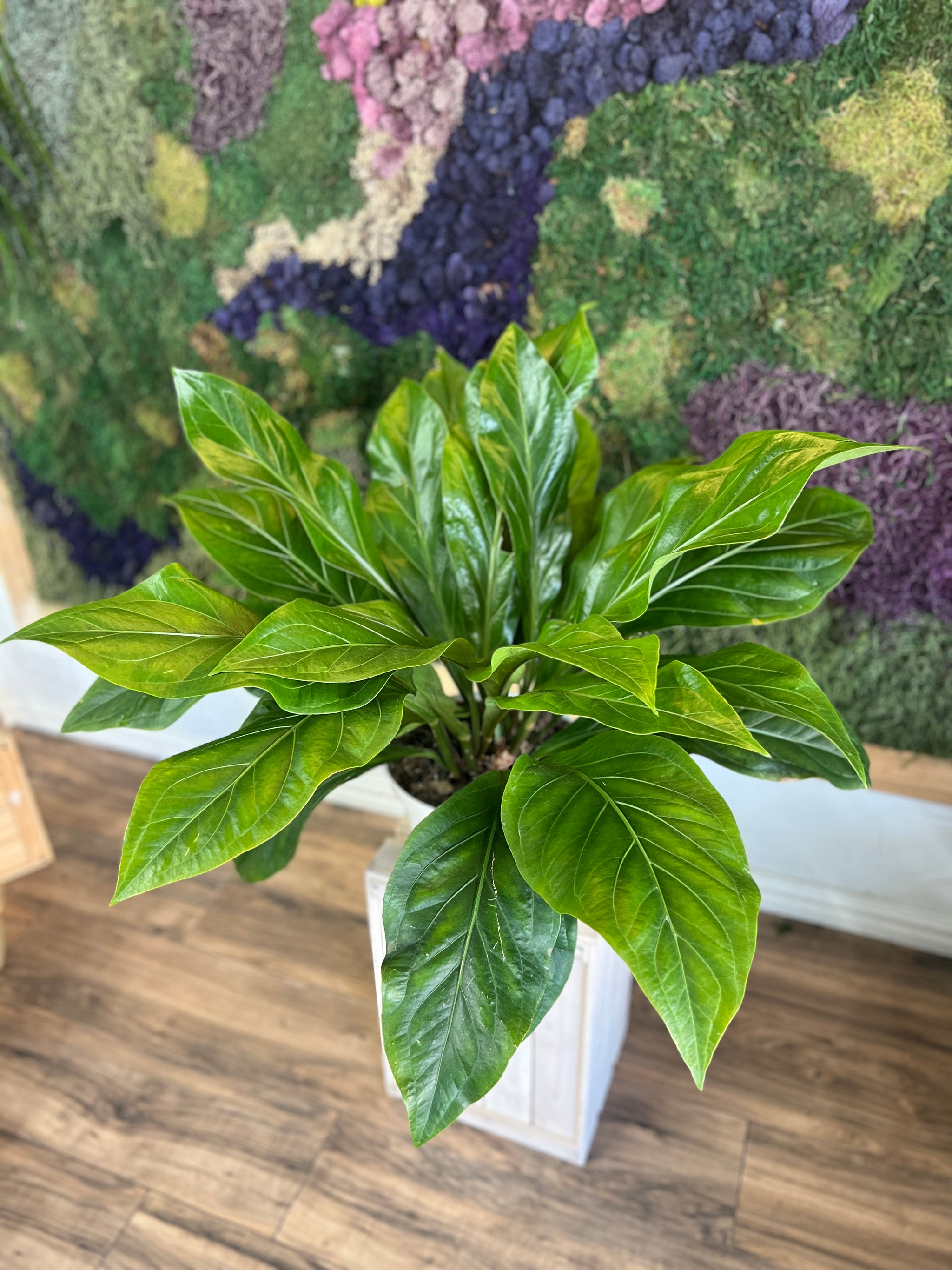 Anthurium Jungle Bush - 8"