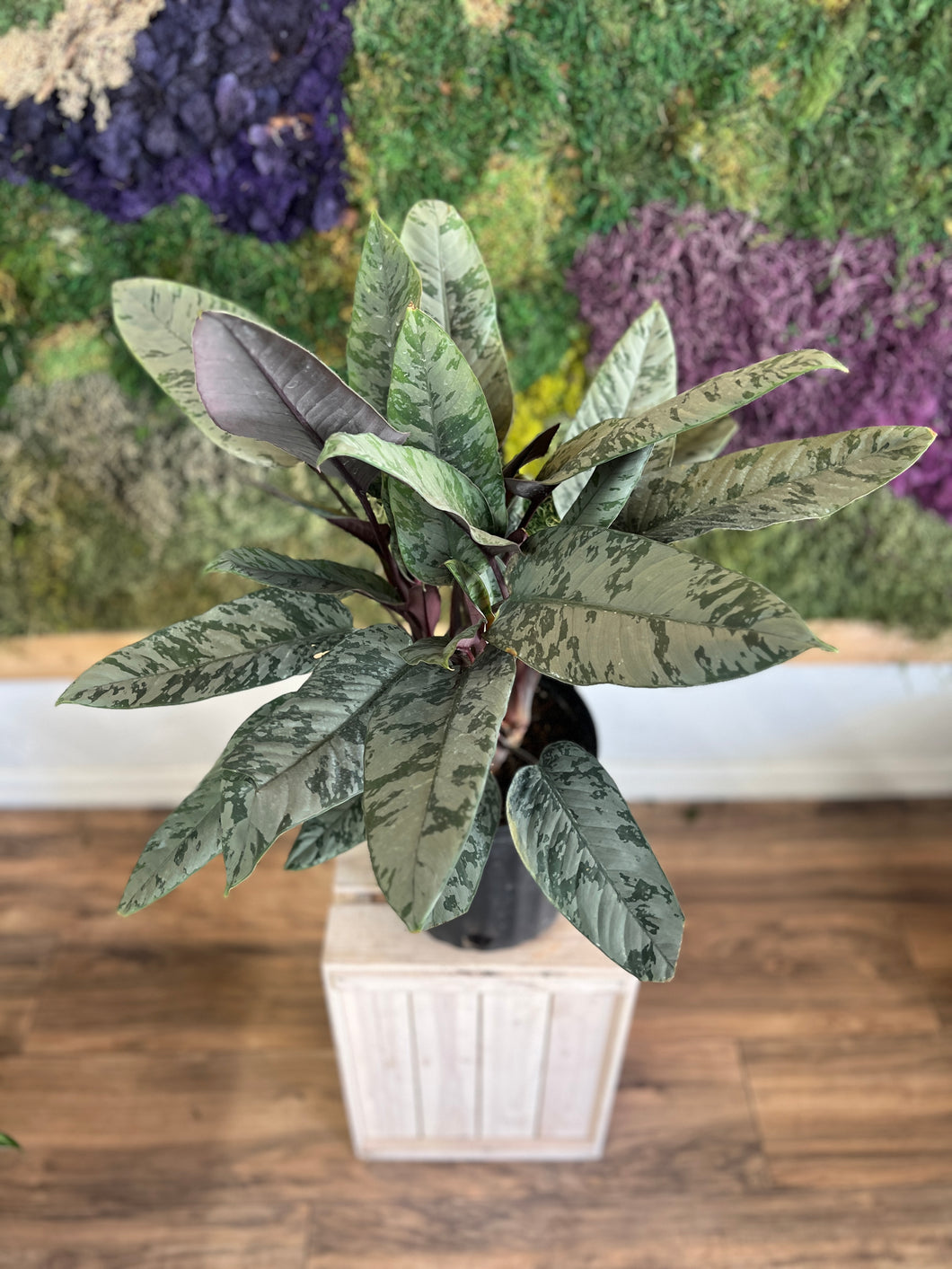 Apoballis acuminatissima 'Lavallaei'