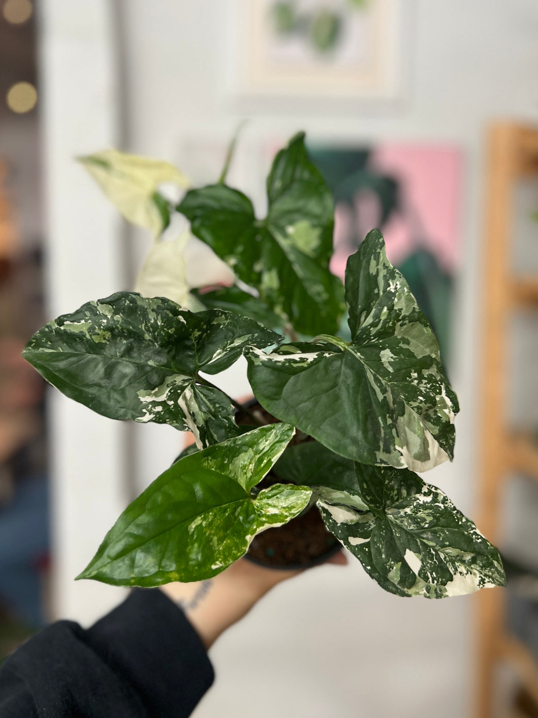 Syngonium Albo