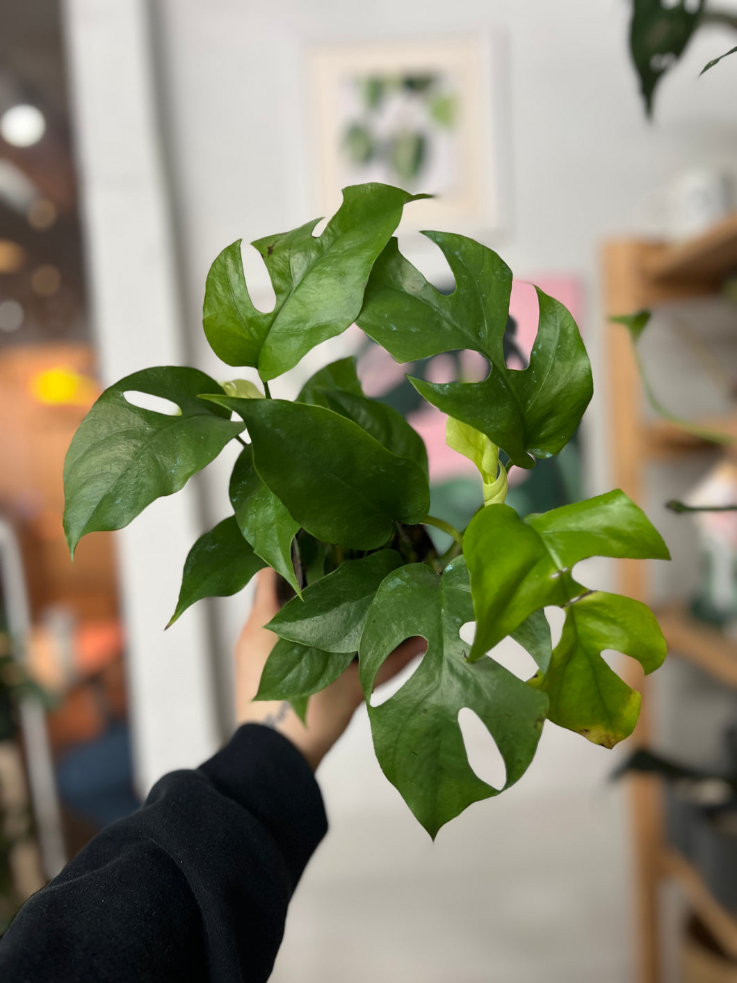 Rhaphidophora Tetrasperma - Mini Monstera