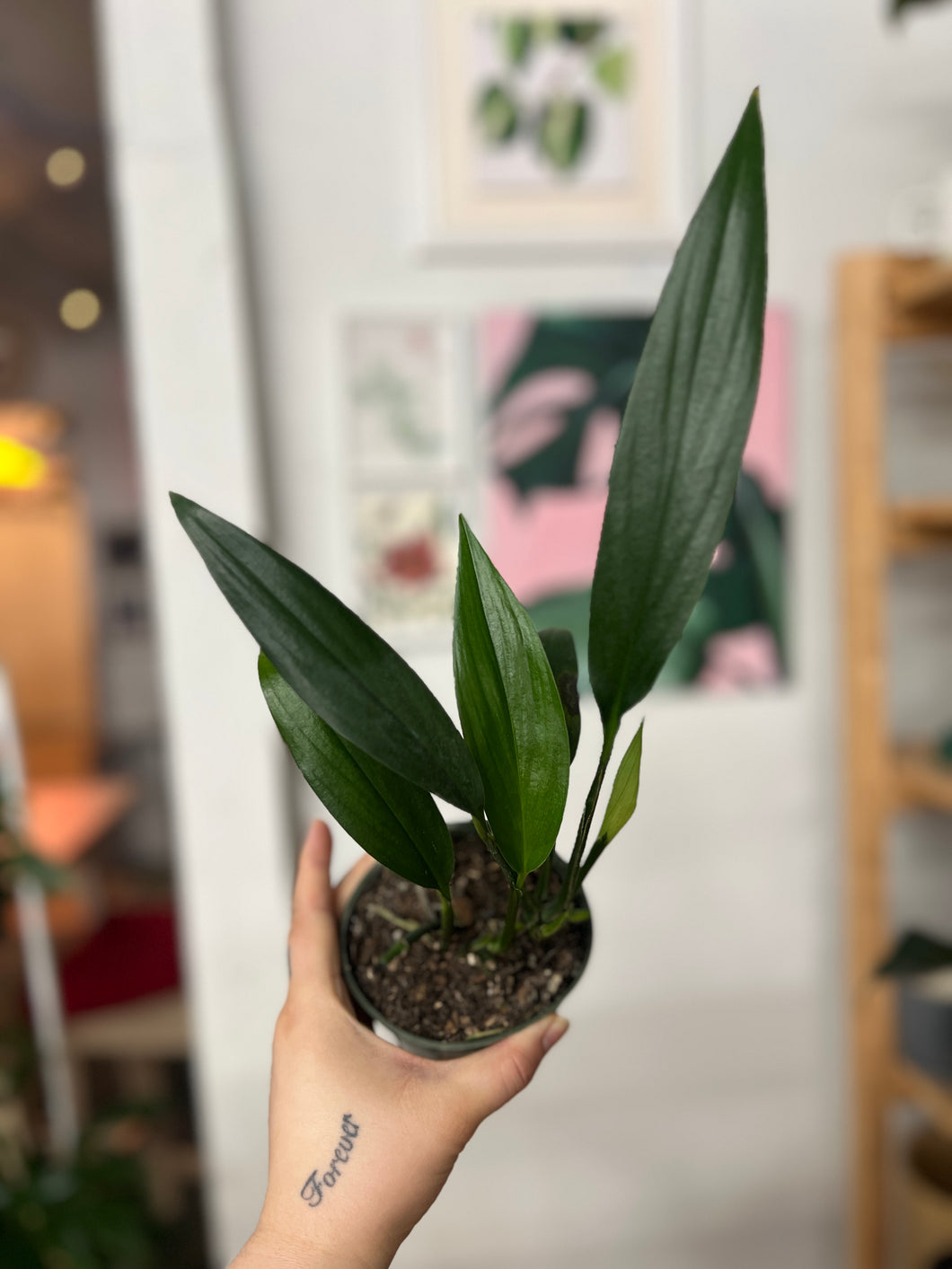 Epipremnum Amplissimum