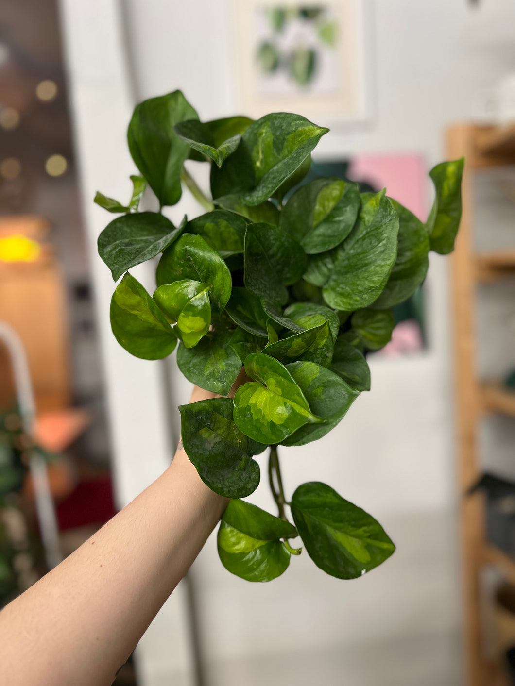 Global Green Pothos