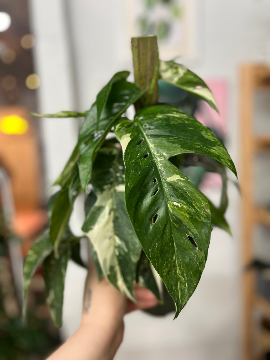 Epipremnum Pinnatum Albo - 6