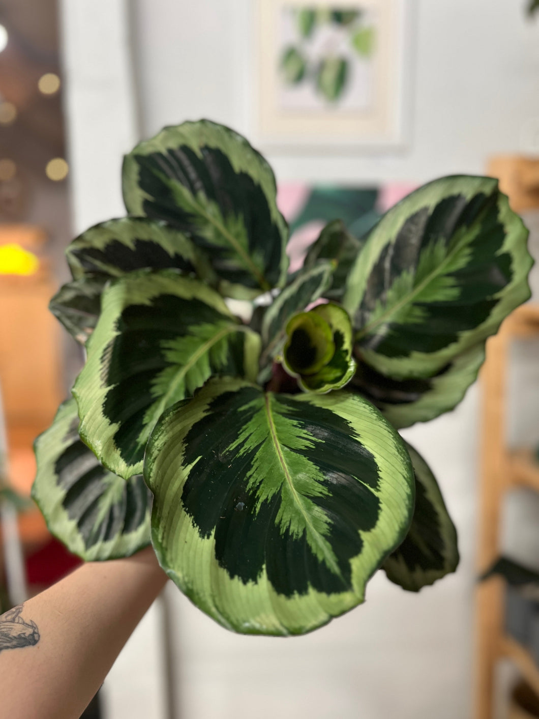 Calathea Marion