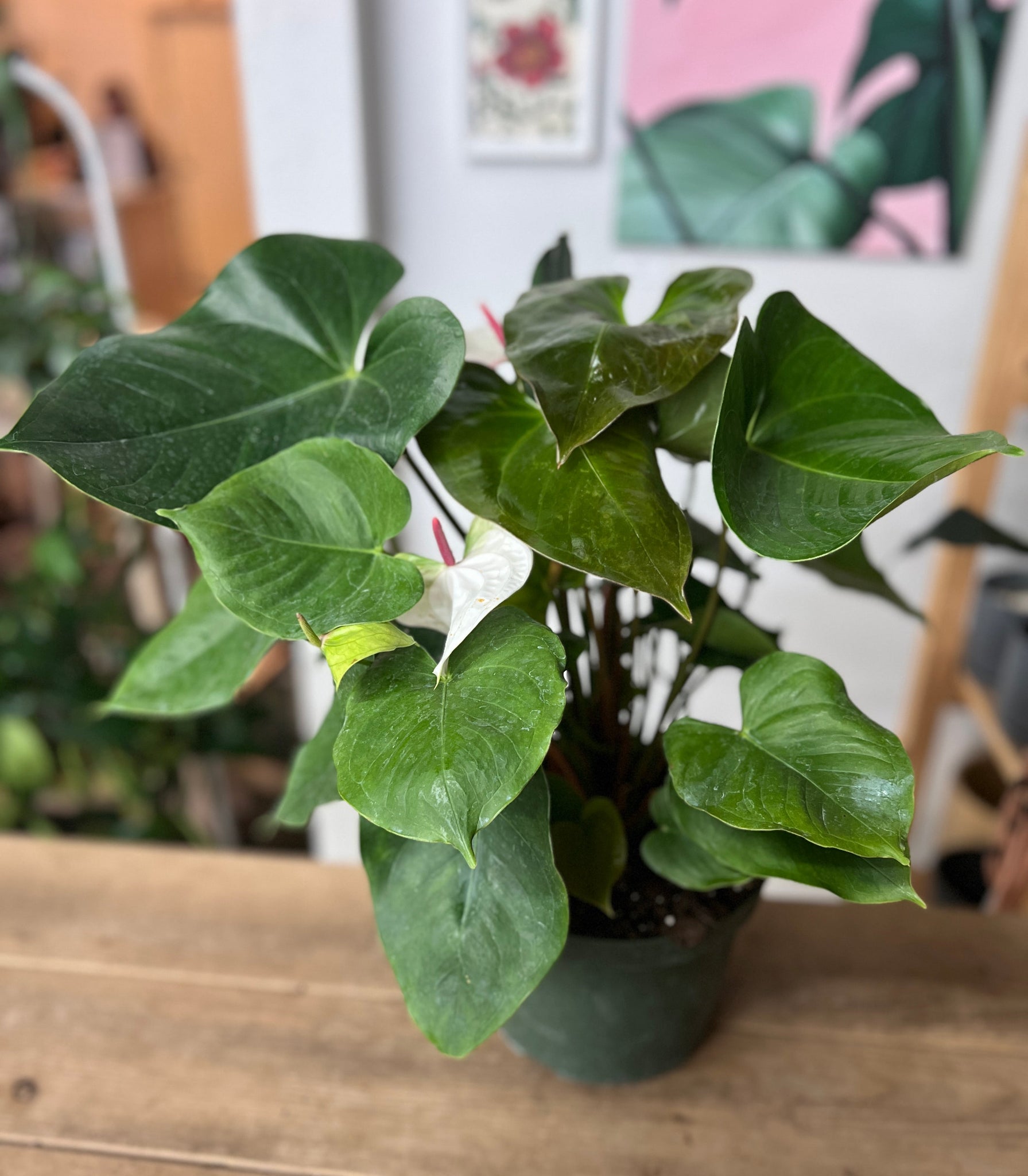 white heart anthurium Anthurium White Heart