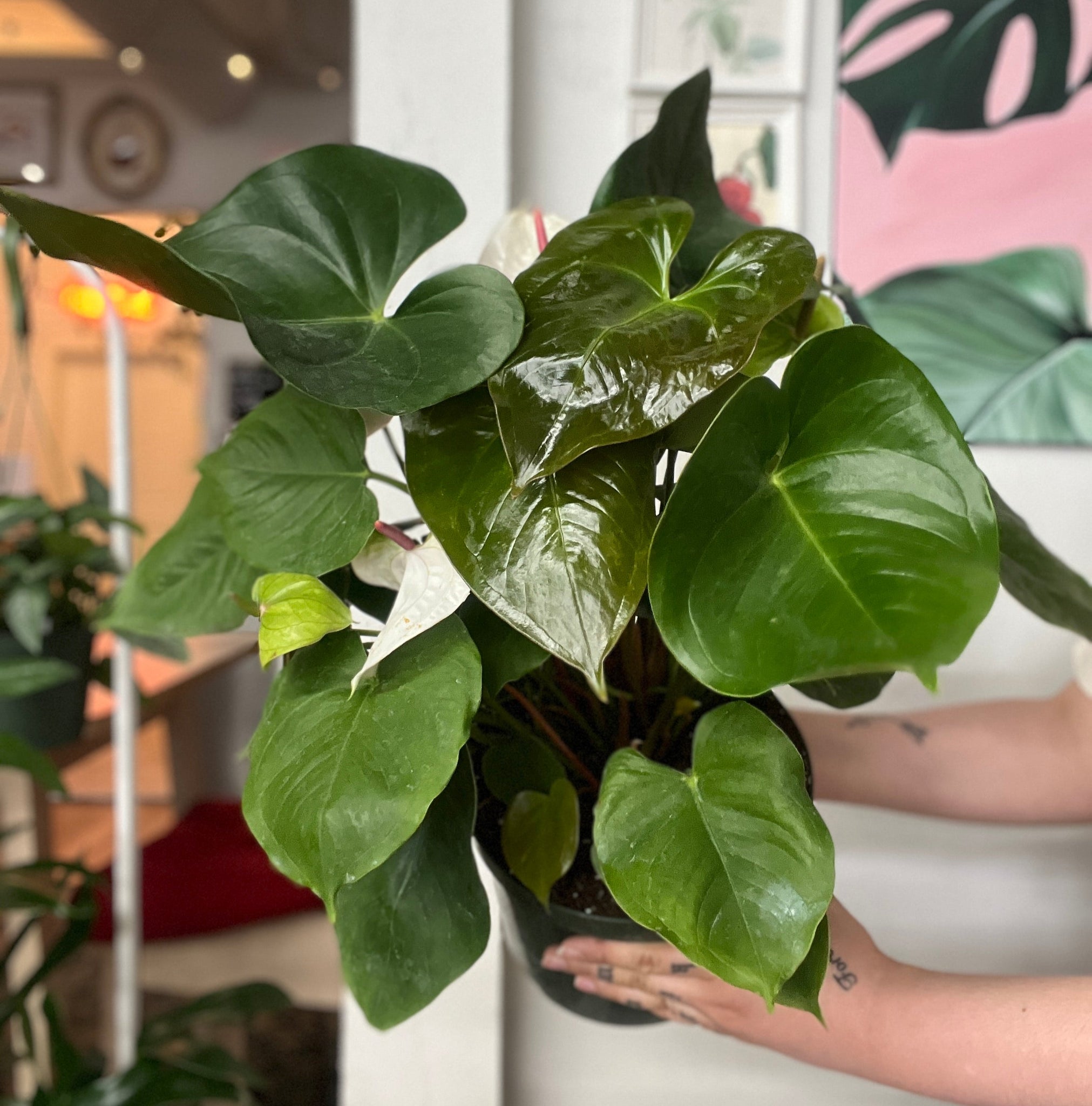 anthurium habitat Anthurium White Heart