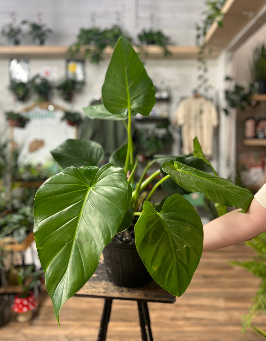 philodendron gigantium Philodendron Giganteum