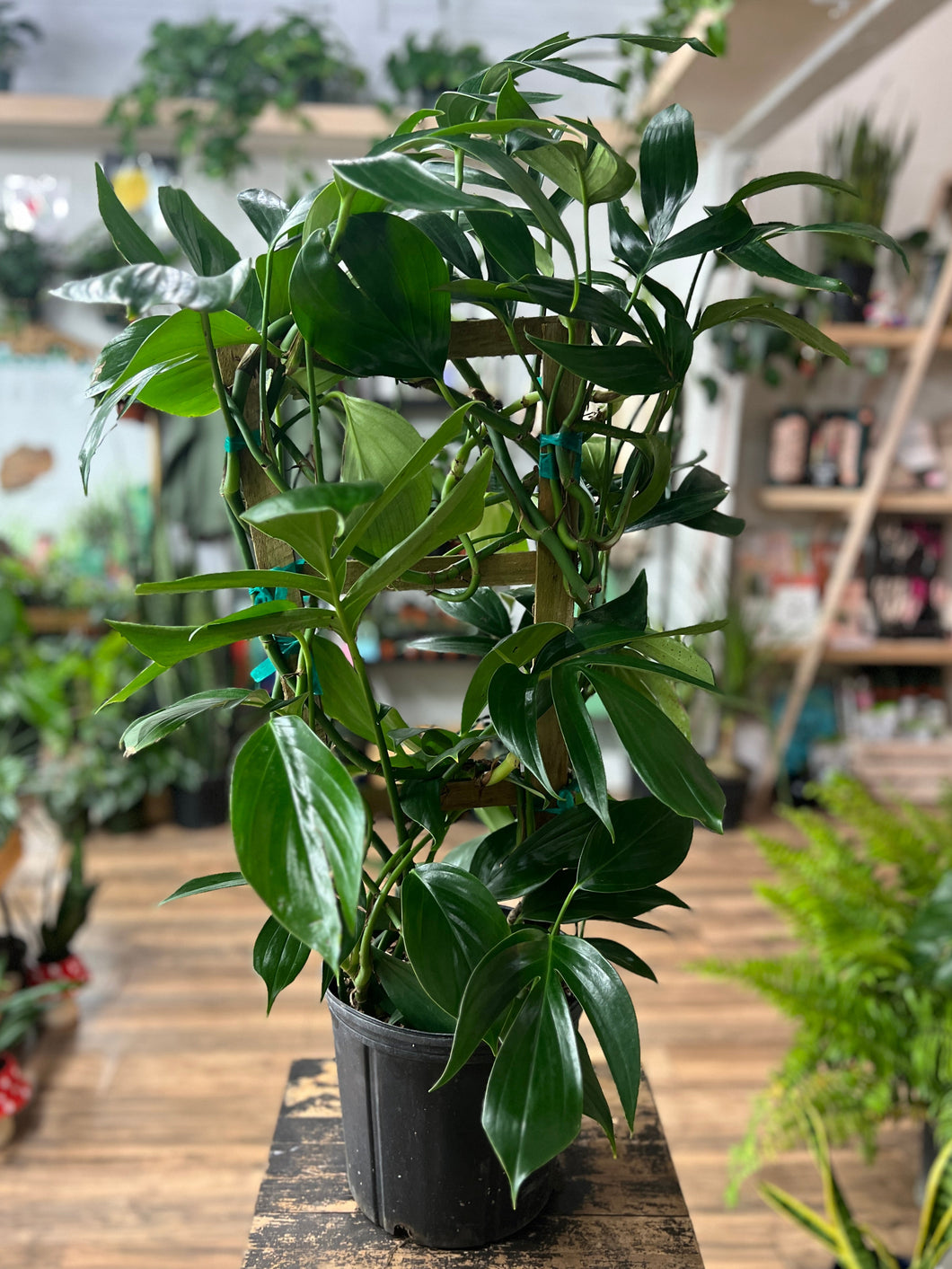 Rhaphidaphora Decursiva / Dragon's Tail Trellis