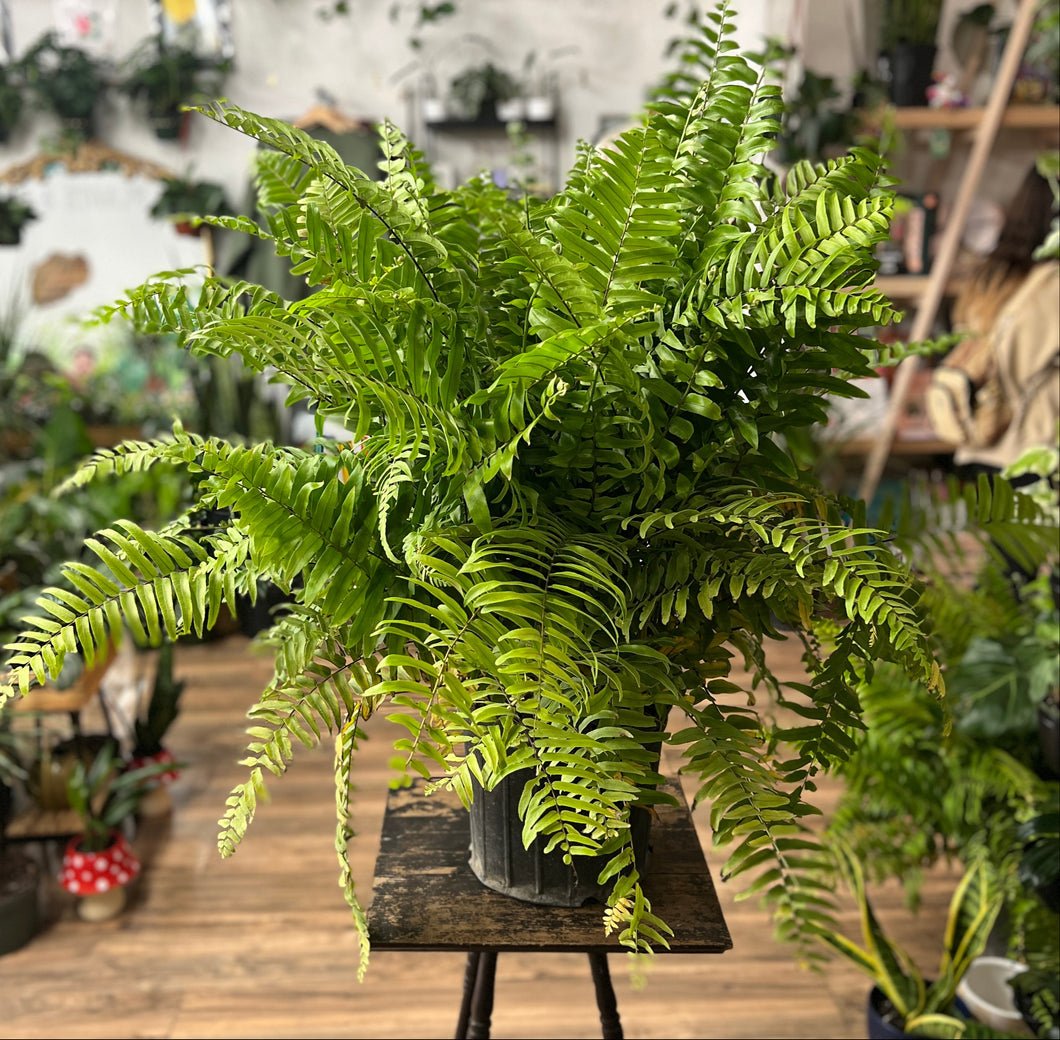 Macho Fern
