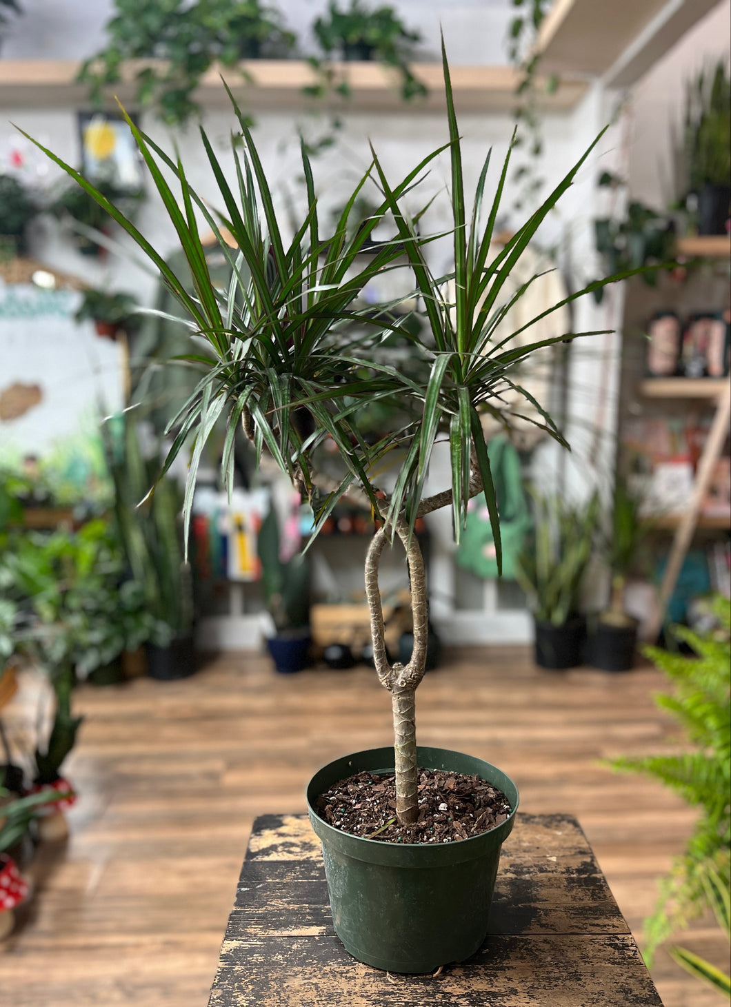 Dracaena Marginata Candelabra