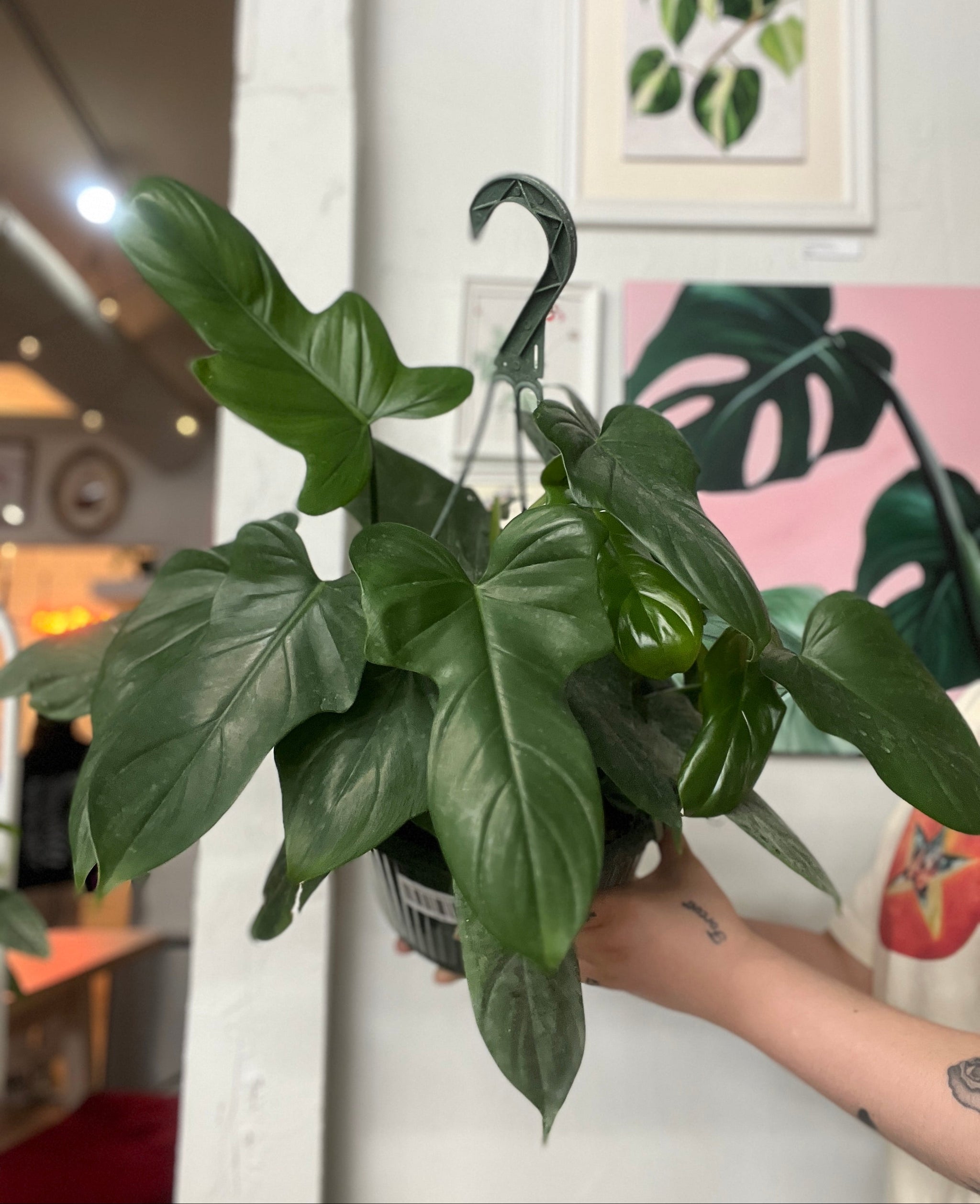 philodendron in natural habitat Philodendron Panduriforme – Habitat Plants + Coffee